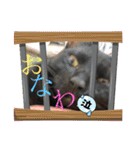 こげという名の黒猫女子（個別スタンプ：7）