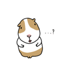 モルモット バボ（個別スタンプ：3）