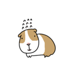 モルモット バボ（個別スタンプ：6）