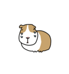 モルモット バボ（個別スタンプ：7）