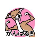 人生山あり谷ありイタグレ達のスタンプ（個別スタンプ：3）