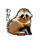 ドットのたぬき5（個別スタンプ：5）