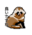 ドットのたぬき5（個別スタンプ：6）