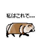 ドットのたぬき5（個別スタンプ：20）