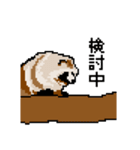 ドットのたぬき5（個別スタンプ：36）