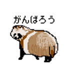 ドットのたぬき5（個別スタンプ：37）