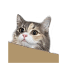 ノルウェージャンすみちゃん（個別スタンプ：8）