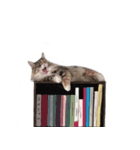 ノルウェージャンすみちゃん（個別スタンプ：11）