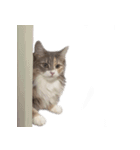ノルウェージャンすみちゃん（個別スタンプ：12）
