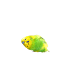 セキセイインコの普段使い アニメーション（個別スタンプ：3）