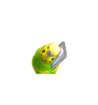 セキセイインコの普段使い アニメーション（個別スタンプ：5）