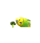 セキセイインコの普段使い アニメーション（個別スタンプ：7）