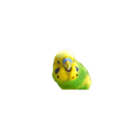 セキセイインコの普段使い アニメーション（個別スタンプ：11）