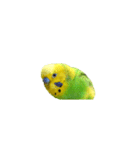 セキセイインコの普段使い アニメーション（個別スタンプ：12）
