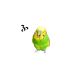 セキセイインコの普段使い アニメーション（個別スタンプ：13）