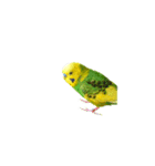 セキセイインコの普段使い アニメーション（個別スタンプ：14）