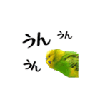 セキセイインコの普段使い アニメーション（個別スタンプ：15）