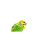 セキセイインコの普段使い アニメーション（個別スタンプ：18）