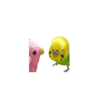 セキセイインコの普段使い アニメーション（個別スタンプ：19）