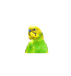 セキセイインコの普段使い アニメーション（個別スタンプ：22）