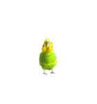 セキセイインコの普段使い アニメーション（個別スタンプ：23）
