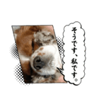 ヴィノスタンプ2（個別スタンプ：2）