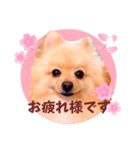 ほんわか♡春♡ポメ推しスタンプ（個別スタンプ：1）