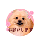 ほんわか♡春♡ポメ推しスタンプ（個別スタンプ：2）