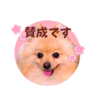 ほんわか♡春♡ポメ推しスタンプ（個別スタンプ：3）