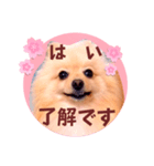 ほんわか♡春♡ポメ推しスタンプ（個別スタンプ：4）