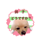 ほんわか♡春♡ポメ推しスタンプ（個別スタンプ：5）