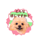 ほんわか♡春♡ポメ推しスタンプ（個別スタンプ：6）