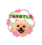 ほんわか♡春♡ポメ推しスタンプ（個別スタンプ：7）