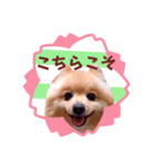ほんわか♡春♡ポメ推しスタンプ（個別スタンプ：8）