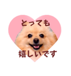 ほんわか♡春♡ポメ推しスタンプ（個別スタンプ：9）