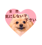 ほんわか♡春♡ポメ推しスタンプ（個別スタンプ：10）