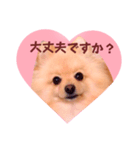 ほんわか♡春♡ポメ推しスタンプ（個別スタンプ：11）