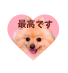 ほんわか♡春♡ポメ推しスタンプ（個別スタンプ：12）