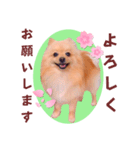 ほんわか♡春♡ポメ推しスタンプ（個別スタンプ：13）