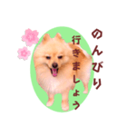 ほんわか♡春♡ポメ推しスタンプ（個別スタンプ：15）