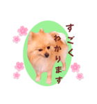 ほんわか♡春♡ポメ推しスタンプ（個別スタンプ：16）