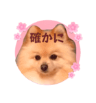 ほんわか♡春♡ポメ推しスタンプ（個別スタンプ：17）