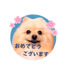 ほんわか♡春♡ポメ推しスタンプ（個別スタンプ：18）