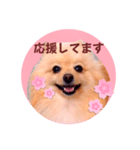 ほんわか♡春♡ポメ推しスタンプ（個別スタンプ：19）