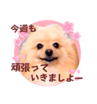 ほんわか♡春♡ポメ推しスタンプ（個別スタンプ：20）