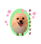 ほんわか♡春♡ポメ推しスタンプ（個別スタンプ：21）