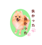 ほんわか♡春♡ポメ推しスタンプ（個別スタンプ：23）