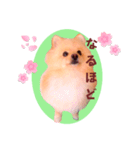 ほんわか♡春♡ポメ推しスタンプ（個別スタンプ：24）