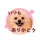 ほんわか♡春♡ポメ推しスタンプ（個別スタンプ：25）