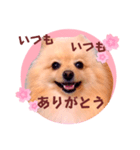 ほんわか♡春♡ポメ推しスタンプ（個別スタンプ：26）